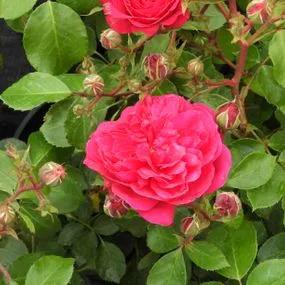 Frilly Cuff Shrub Rose (Rosa Frilly Cuff) 1
